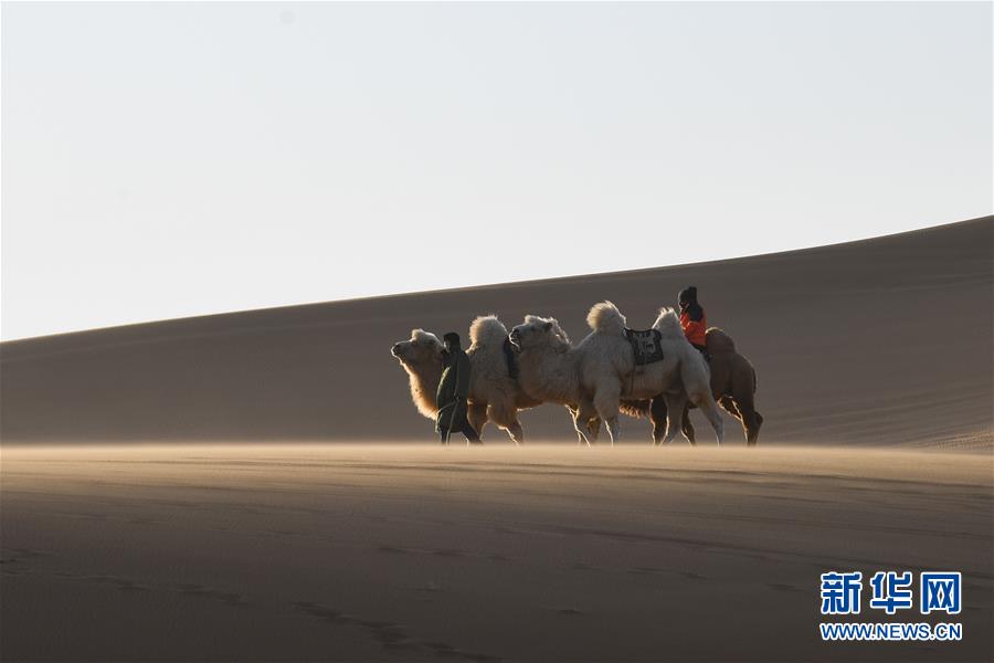 沙漠骆驼在线试听，音乐之旅的独特魅力